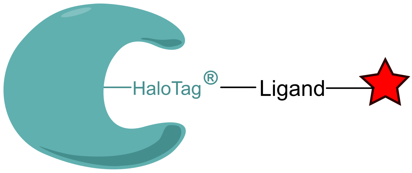 Haloalkane Dehalogenase Substrates