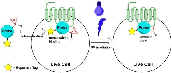 Diazirine Amino Acids for Photo Cross-Linkage in Living Cells