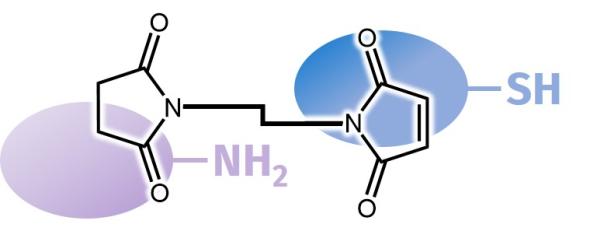 Thiol- and Amine Reactive Crosslinkers