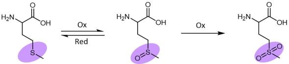 Modifications of Methionine