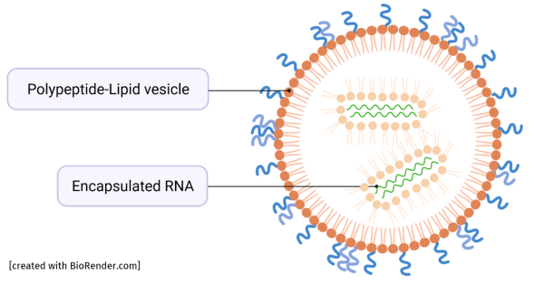 PotM: Functionalized Polysarcosines for the Formation of Lipid Nanoparticles: Towards Improved RNA Delivery