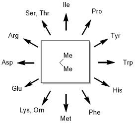 beta,beta-Dimethyl Amino Acids