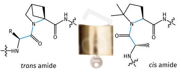 PotM: Methanoprolines and Dimethylprolines - Constraining the Conformation of Peptides