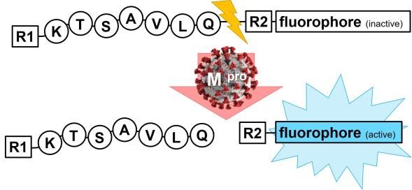 Product of the Month: Fluorescent SARS-CoV-2 Protease Substrates 