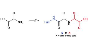 NGlyO – for beta sheet formation