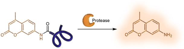 Amino-Methylcoumarins as Fluorescent Labels