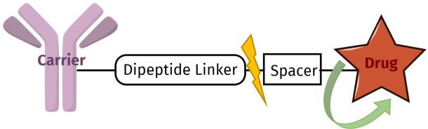 Enzymatically Cleavable Linkers Based on Val-Cit and Val-Ala