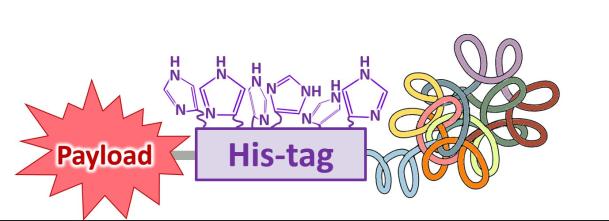 His-Tag for Specific Linker Attachment