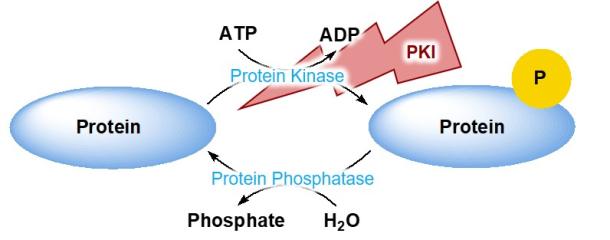 Product of the Month: Imatinib And Other Linked Kinase Inhibitor Analogues