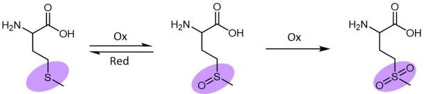 Modifications of Methionine