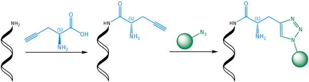 PotM: Propargyl Amino Acids for Click Position Screening