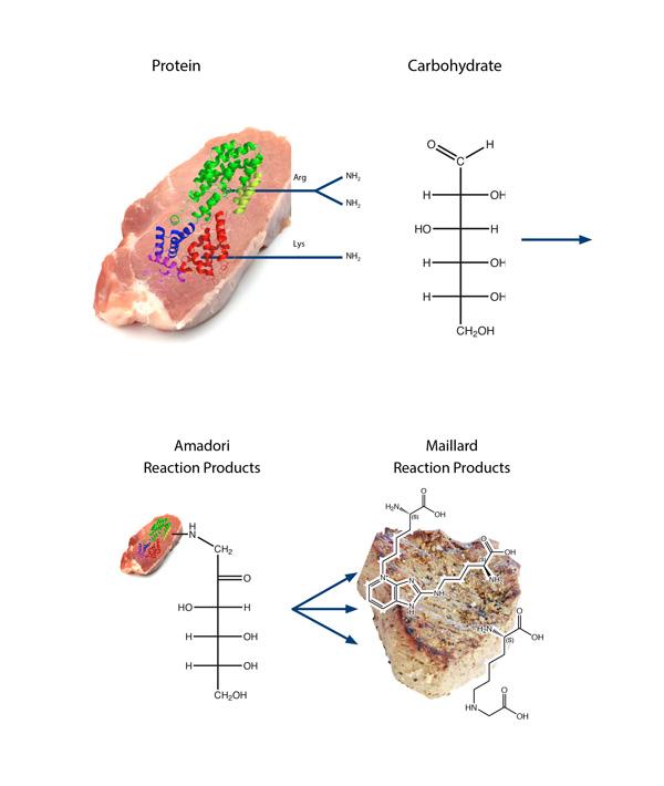 Amadori & Maillard reaction derived peptides