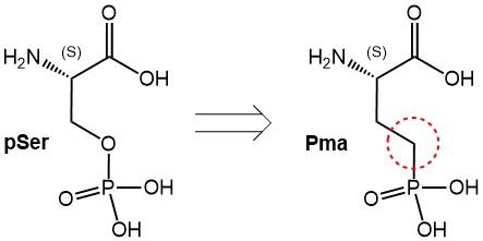 Hydrolysis-Stable Mimics of Phosphorylated Amino Acids (Ser, Thr and Tyr)