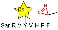 Diazirine Amino Acids: Photocrosslinking Applications