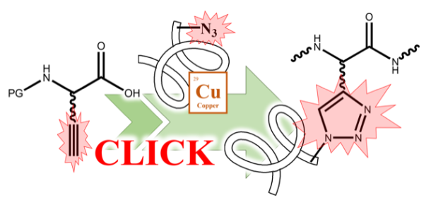 Alkyne Amino Acids for Click Chemistry and other Conjugations: 