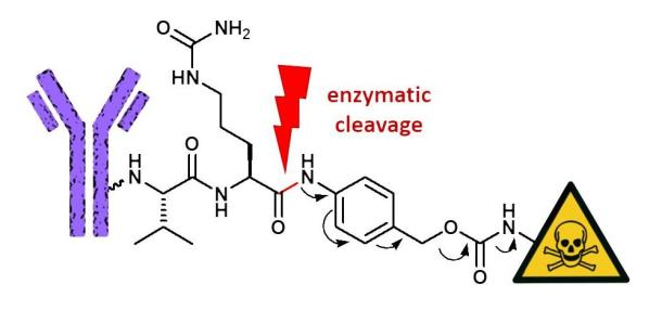 Valine-Citrulline Based Enzymatically Cleavable Linkers