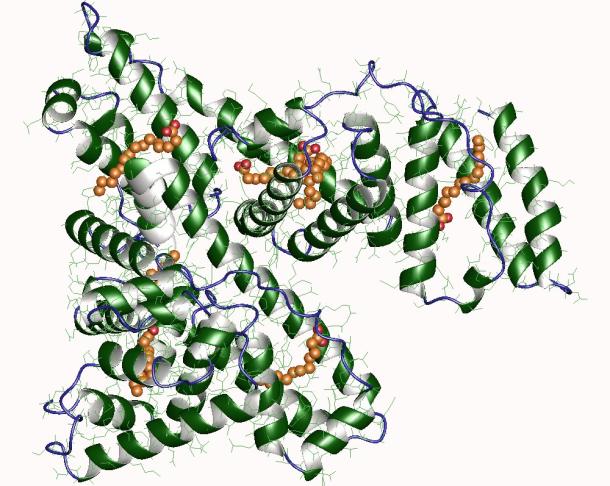 Lipidated Amino Acids