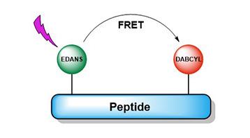 Building Blocks for the SPPS of FRET-based fluorogenic protease substrates