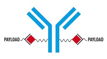 Linkers for Antibody-Drug Conjugation (ADC)