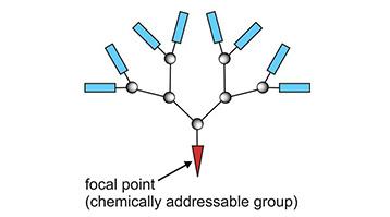 Lysine Dendrons