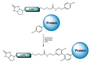 Targeted and Reversible Biotinylation with Biotin-SS-Tyramide