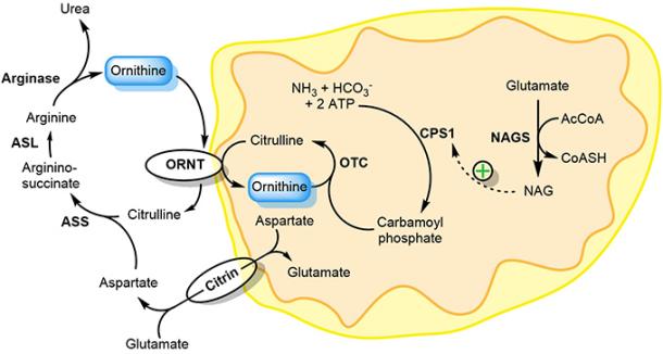 New Substituted Ornithine Derivatives