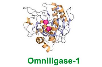 Omniligase-1 for Efficient Peptide Ligation