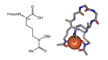 Siderophore Building Block: New Hydroxamate-Ornithine for Fmoc/tBu SPPS