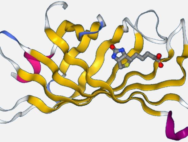 PotM: Functionalized Biotinylation Reagents