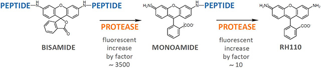 Proteolytic cleavage of symmetric Rhodamine 110 substrates