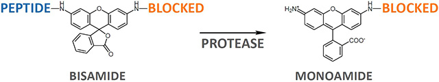 Proteolytic cleavage of asymmetric Rhodamine 110 substrates