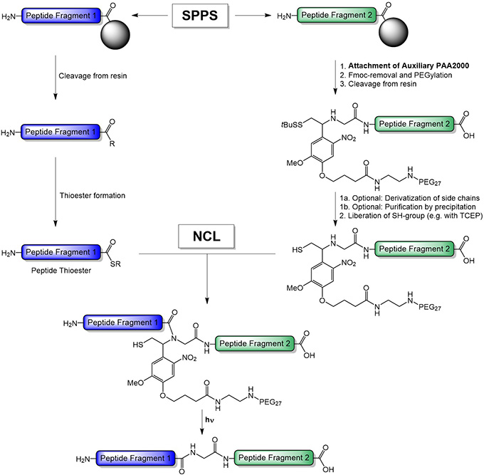 Native Chemical Ligation utilizing the novel photocleavable NCL-auxiliary Glycine building block PAA2000.