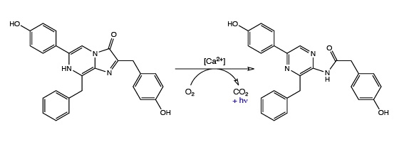 Coelenterazines – very versatile Luminophores