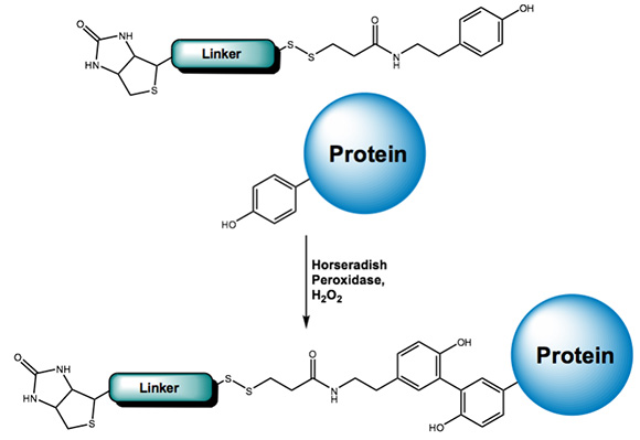 Biotinylation of proteins by reaction with the Tyramide moiety of Biotin-SS-Tyramide