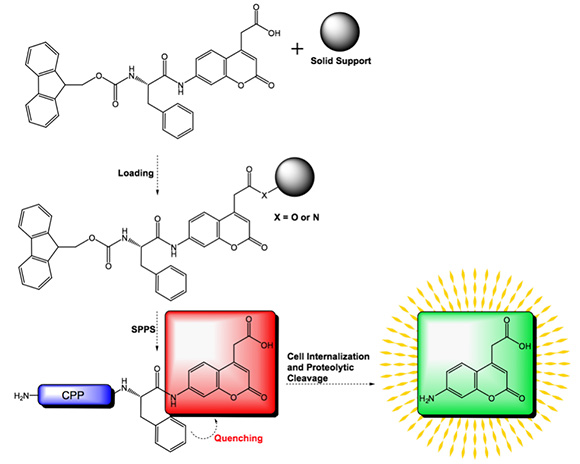 Loading of a solid support, subsequent elongation to CPPs and function as a reporter group for successful CPP internalization