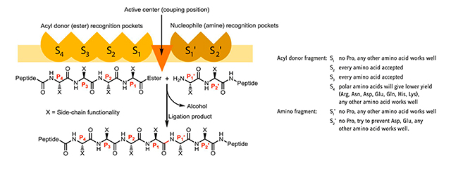 Specificity of the six substrate binding sites of Omniligase-1.