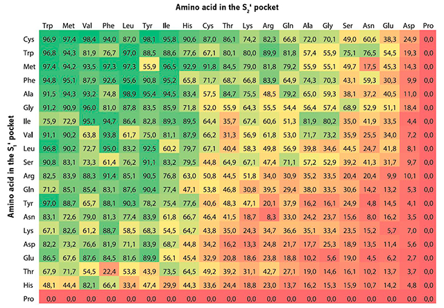 The ligation yield largely depends on the amino acids binding to the S1’ and S2’ pockets