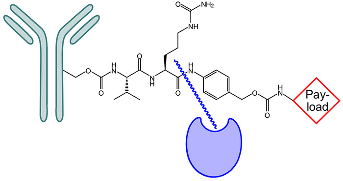 Linkers for Antibody-Drug Conjugation (ADC)