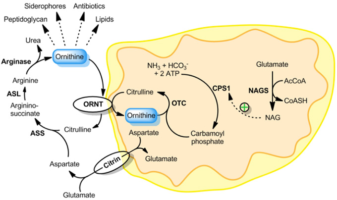 Siderophore Building Block: New Hydroxamate-Ornithine for Fmoc/tBu SPPS