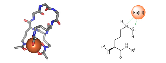 Ferrichrome binding Fe (III); Quelle: Wikipedia