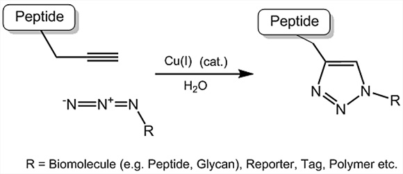 Click Chemistry Tools: Propargyl Amino Acids