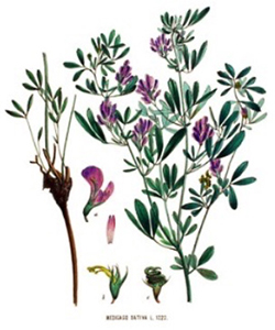 Medicago sativa - Quelle: Wikimedia Commons