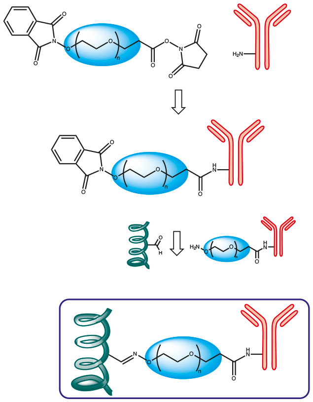 Phthalimidooxy PEG-based cross linkers