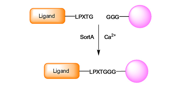 New: Oligo-Glycine-Linker